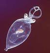 Glass squid - Wikipedia, the free encyclopedia