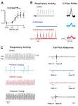 5-HT4(a) Receptors Avert Opioid-Induced Breathing Depression ...