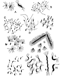 <b>BACTERIOLOGY</b> - MICROBIOLOGY