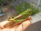 locusta pronunciation