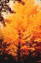 Sugar Maple Tree