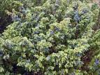 Ienupar (Juniperus communis)