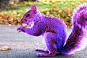 Welcome to Purple Squirrel