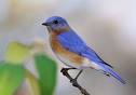 Eastern Bluebird, Identification, All About Birds - Cornell Lab of ...