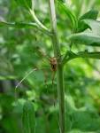 ...spiders come running for - via Daymix