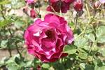 File:Rosa 'Wild Blue Yonder'.JPG - Wikimedia Commons