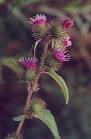 <b>Arctium</b> minus plant Involucre.