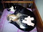 köpeğim yaralanırsa! | köpekler ve insanları