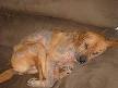 Demodicosis - Wikipedia, the free encyclopedia