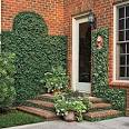 Low-Cost Charm: Creeping Fig - Southern Living