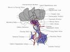 Images of the Glands in the Body / Cushing's Help and Support