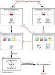 JCI - Pharmacological manipulation of Bcl-2 family members to ...