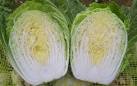 Chinese Cabbage