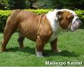 taylorlifescience / Bulldog