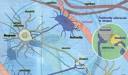 nevroglia pronunciation