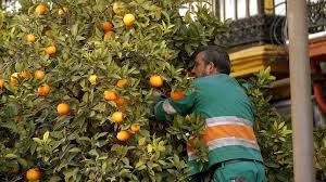 naranjas