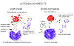 <b>Autoimmun</b> hemolys. Autoimmun hemolys www.vetenskaphalsa.se