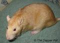 What Rat Is That?