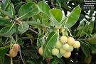 <b>Clusiaceae</b> (Guttiferae)