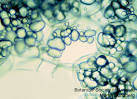 CELLS II: CELLULAR ORGANIZATION