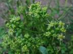<b>Petroselinum</b> crispum Xtra