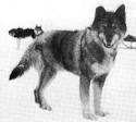 balto sex tape