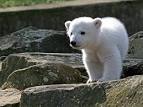 File:Knut IMG 8095.jpg - Wikipedia, the free encyclopedia