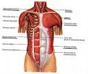How to develop my inner chest? - Workout Hub