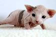 Sphynx (cat) - Wikipedia, the free encyclopedia