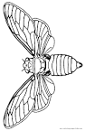 Moth coloring page