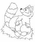 Raccoon coloring page
