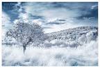 snow white by `werol on deviantART