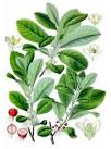 http://whatscookingamerica.net/EllenEaston/HerbTea.JPG