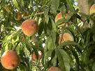 Growing Fruit in Containers : Outdoors : Home &amp; Garden Television