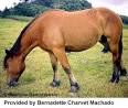 Breeds of Livestock - Breton Horse