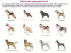 Dogs Types | Dog-