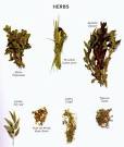herbs in mexican cooking