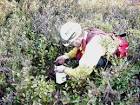Biologists monitor vegetation - via Daymix