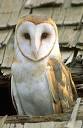 Barn Owl