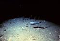 The Deep Sea at MarineBio.org - Ocean biology, Marine life, Sea ...