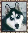 Siberian Huskies*Husky Puppies* Siberian Husky Puppy Pictures