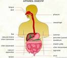Appareil digestif