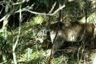 Mountain lion with radio - via Daymix