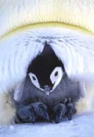Image result for baby penguin in pouch
