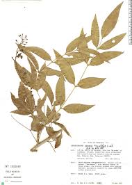 Image result for "Berberis fraxinifolia"