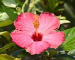 File:Cayena (Hibiscus - via Daymix