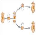 Asexual Reproduction,types of Asexual Reproduction | Tutorvista.