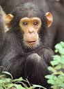 Chimpanzee