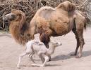 ZooBorns: Camel