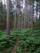 Temperate coniferous forest - Wikipedia, the free encyclopedia